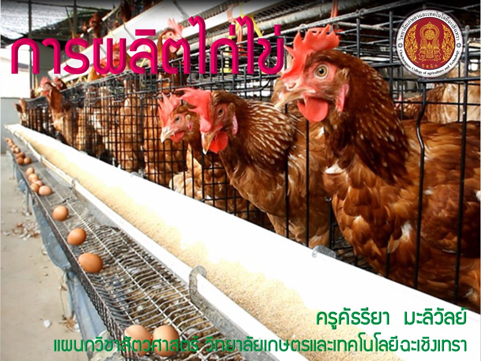 การผลิตไก่ไข่ (ปวส.) : ครูคัธรียา